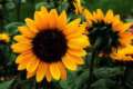 sunflowersduo.jpg